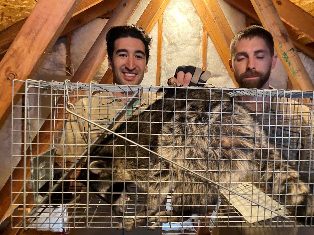 San Antonio raccoon trapping